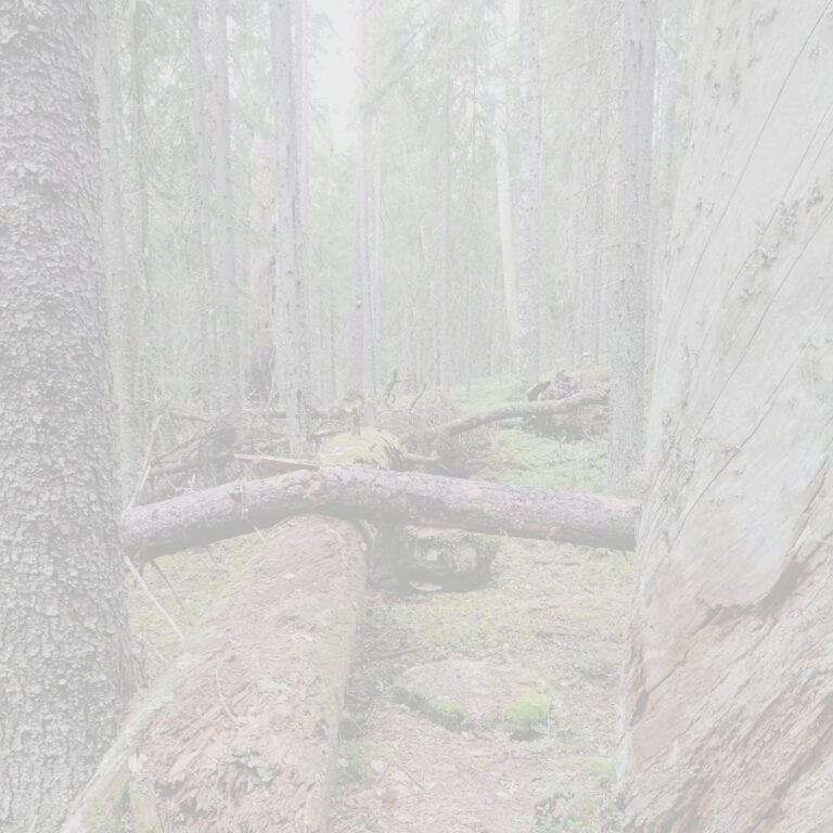 Kuvituskuva: kaatuneita puita metsässä